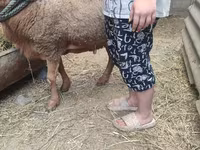 Baran, Owce — zdjęcie 3