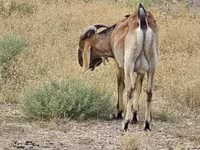 Kozioł, Nubian Goat — zdjęcie 3