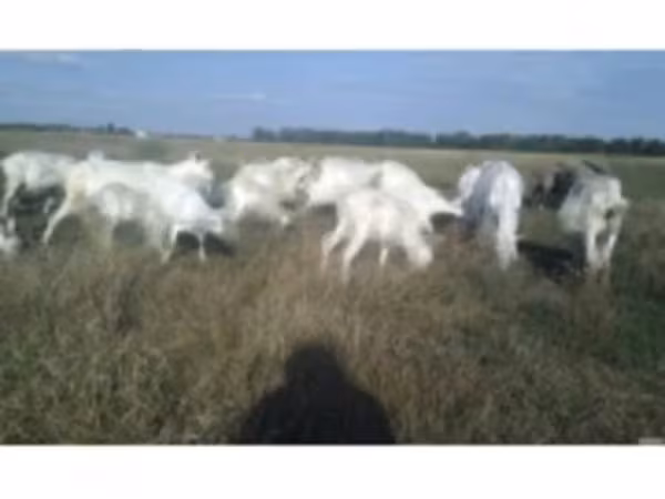 Kozioł, Kozy — Rosja
