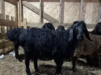 Widder, Baerchuke sheep — Foto 1