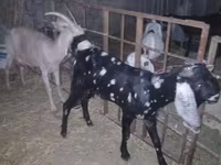 Billy Goat, Beetal goats — photo 2