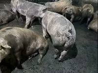 Locha, Świnie — zdjęcie 1