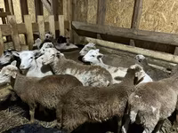 Widder, Katum sheep — Foto 1