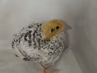 Quails — zdjęcie 5