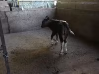 Bull, Cattle — photo 1