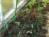 Сетка шпалерная для вьющихся растений.Plasă pentru plante cățărătoare. — photo 2