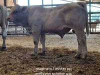 Byk, Charolais cattle — zdjęcie 7