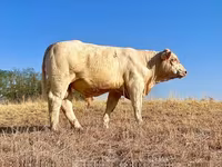 Byk, Charolais cattle — zdjęcie 2