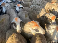 母羊, Sheep — 照片 3