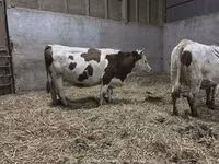 Krowa, Montbeliarde — zdjęcie 2
