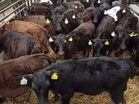 Bull, Cattle — photo 1