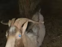 عنزة, Alpine goat — الصورة 7