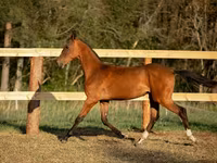 Koń, Akhal-Teke — zdjęcie 3