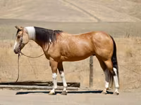 Mare, Quarter Horse — photo 1