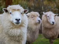 母羊, Sheep — 照片 1