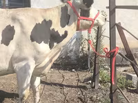 Cow, Russian Black pied cattle — photo 1