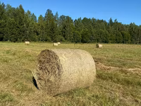 Сено луговое разнотравье — Foto 2
