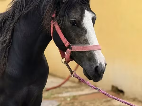Koń, Anglo-Arabian