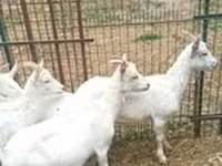 Koza, Saanen goat — zdjęcie 3