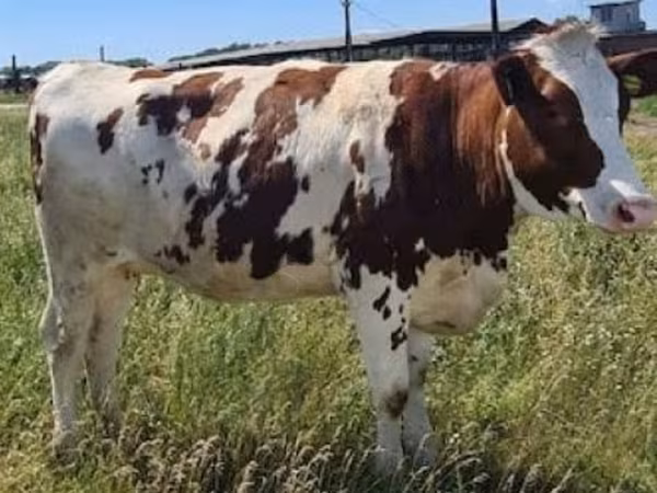 Cow, Red-spotted breed