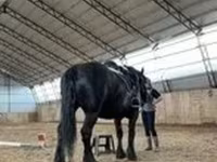 Mare, Percheron — photo 2