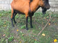 बकरा, Nubian Goat — फ़ोटो 1