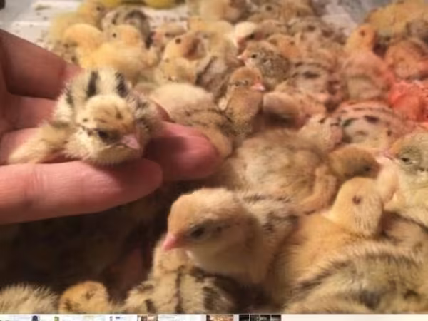 Quails — Rosja
