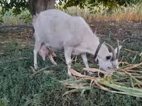 Cabra, Cabras — foto 1