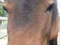 Kobyła, American shetland pony — zdjęcie 1