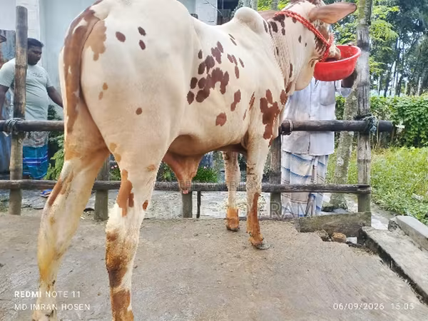 ثور, الماشية