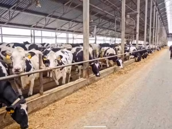 Krowa, Swiss cattle