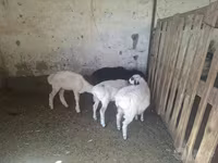 Owca, Owce — zdjęcie 1