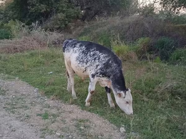 Byk, Rasa holsztyńska