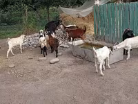 Kozioł, Pomellata goat — zdjęcie 5