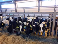 Cow, Simmental cattle — photo 7
