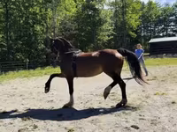 Stute, Dutch warmblood horse — Foto 7
