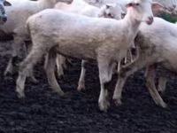Owca, Tsigai sheep — zdjęcie 2