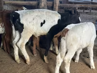 母牛, Holstein breed — 照片 2