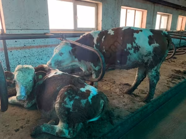 Krowa, Simmental cattle