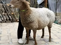 Sheep, Awassi sheep — photo 4
