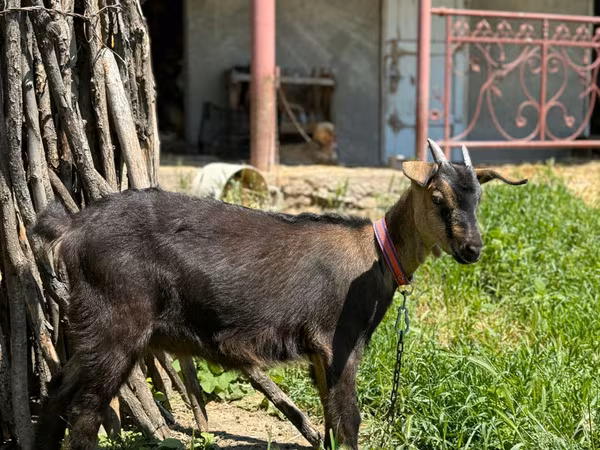 Коза, Нубийская коза или англо-нубийская
