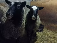 Owca, Romanov sheep — zdjęcie 6