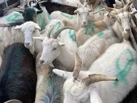 Sheep, Sheep — photo 3