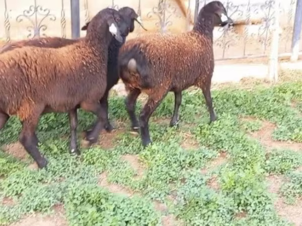 Sheep, Sheep