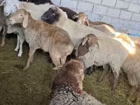 Schaf, Tian-Shan semifinewool sheep — Foto 6