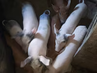 Eber, Schweine — Foto 1