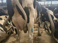 Cow, Holstein breed — photo 2
