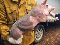 Säue, Schweine — Foto 1