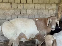 Ram, Rhon sheep — photo 1