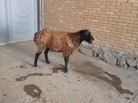 Baran, Owce — zdjęcie 3